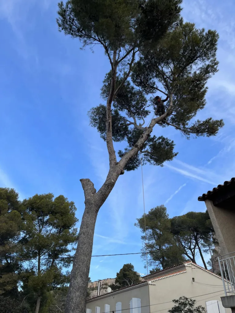 Professionnels pour le demontage d arbre Vitrolles