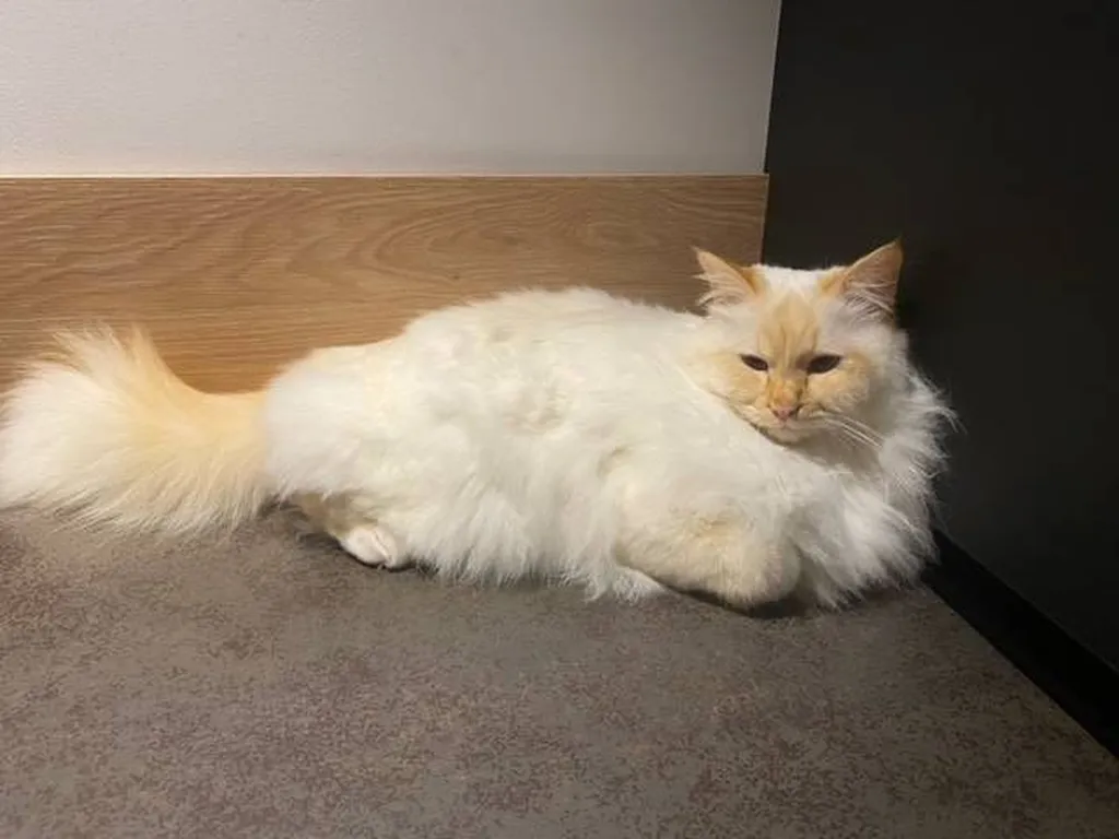 Les animaux perdus sur Lyon