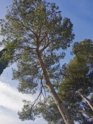 Pin après intervention d élagage des paysagistes à Vitrolles Pin après intervention d élagage des paysagistes à Vitrolles