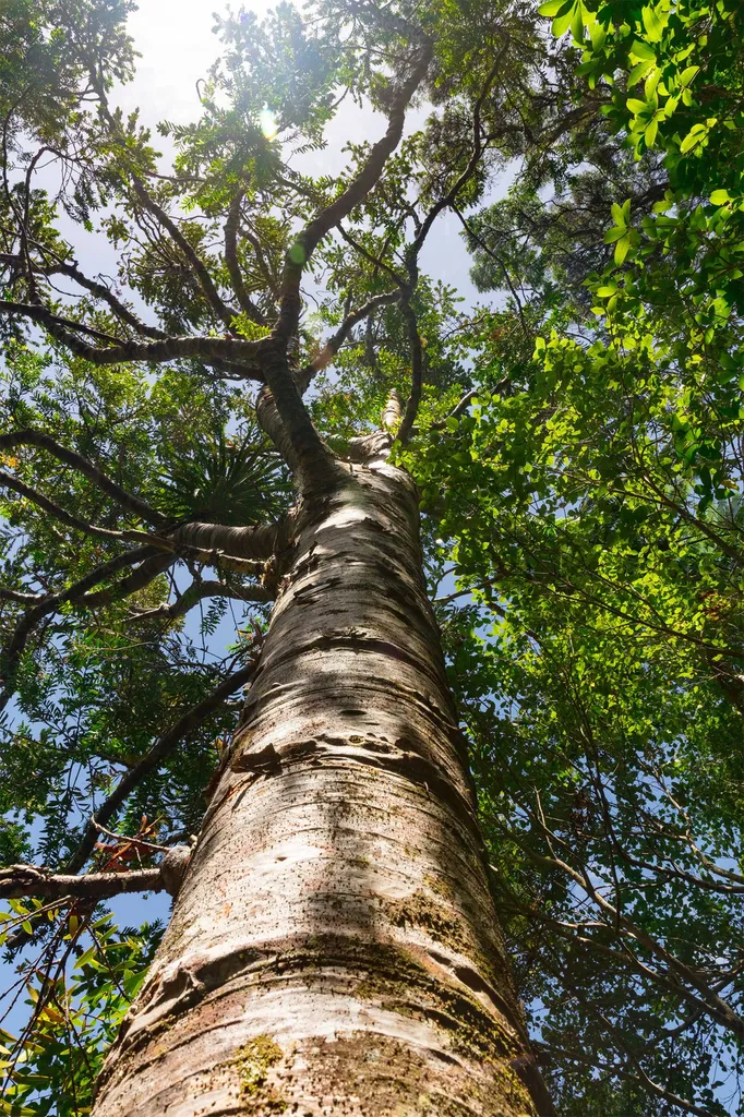 Alexis ANAT, votre expert arboricole sur la Nouvelle Aquitaine