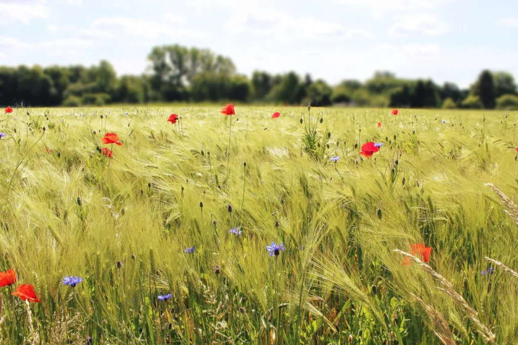 Un hôtel de charme romantique à Aix-en-Provence