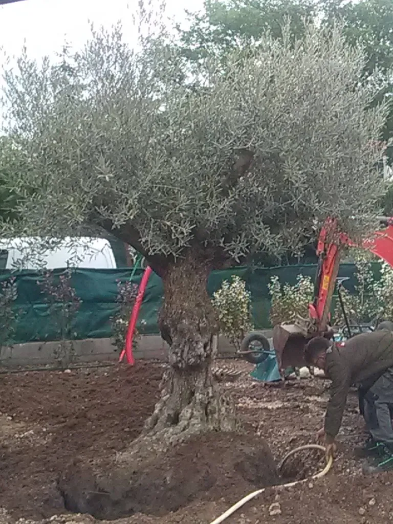 Paysagistes plantation oliviers pour une maison Berre l Etang