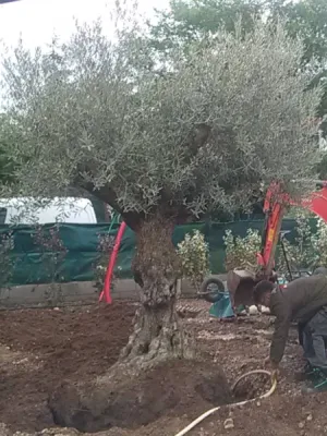 Paysagistes plantation oliviers pour une maison Berre l Etang