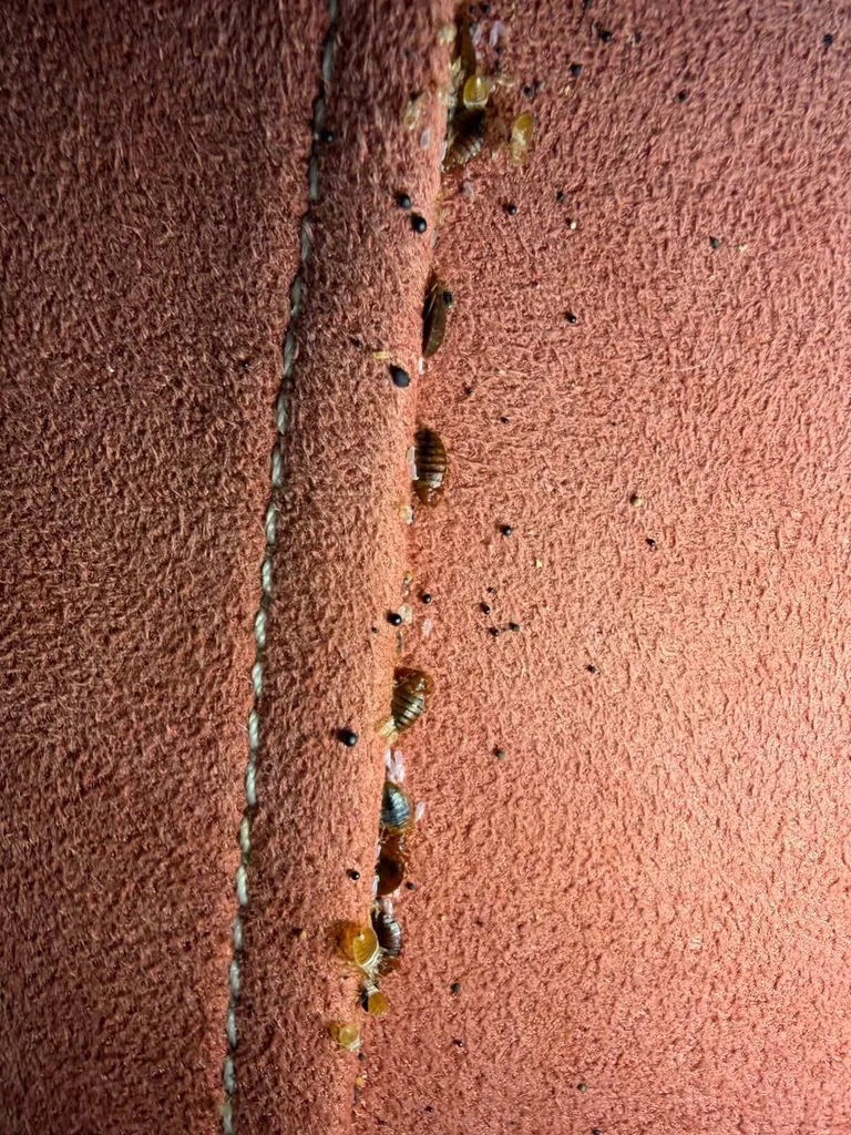 Infestation d'un canapé dans un logement neuf à Boulogne-Billancourt
