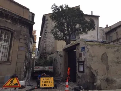 Taille d'un troene à Avignon (Vaucluse), pour un arbre au port harmonieux