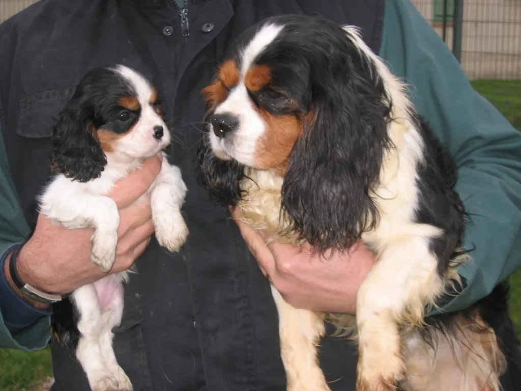 Chiens à vendre CAVALIER KING CHARLES de petite taille, dans le sud