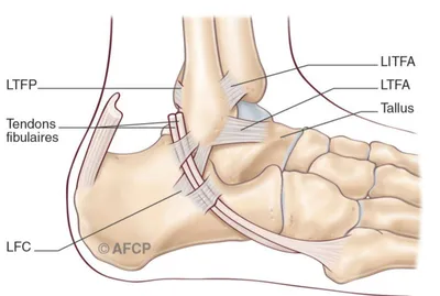 Docteur Julien Beldame, chirurgien orthopédiste, exclusif Pied Cheville, Fondateur de l'Institut de la Cheville et du Pied à Amiens (ICP Amiens), consulte à l'ICP Paris