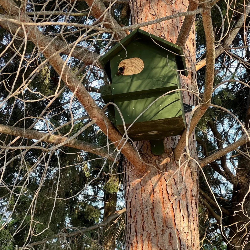 Traitement d’un nid de frelons européens dans une cabane à oiseaux à Arles dans les Bouches-du-Rhône (13)