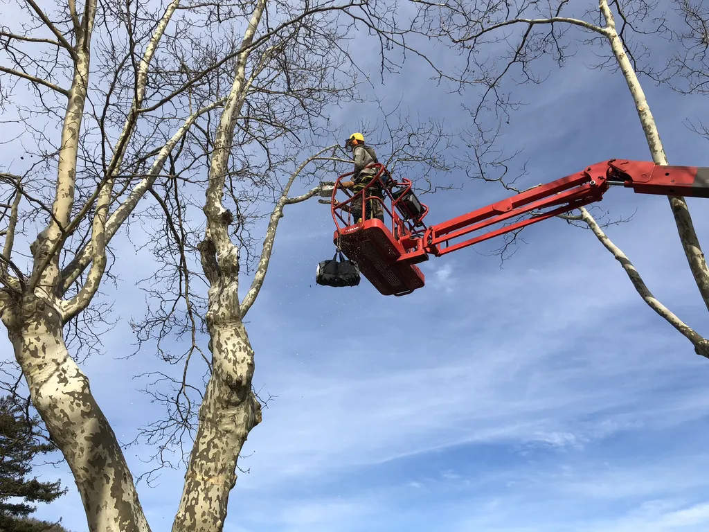 Réaliser vos travaux d’élagage, abattage sécurisé et débroussaillage professionnel pour protéger votre terrain à La Seyne-sur-Mer