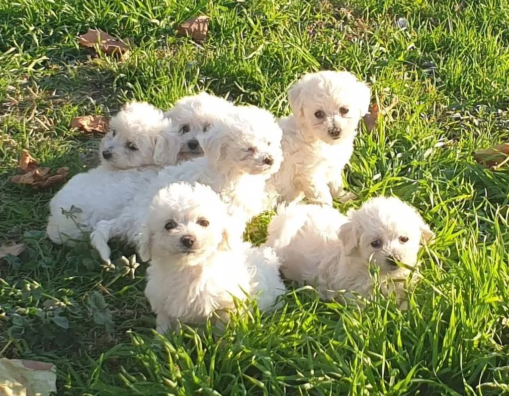 Chiens BICHON FRISE inscrit au LOF, de l'élevage du Palais des Papes, à Avignon dans le Vaucluse.