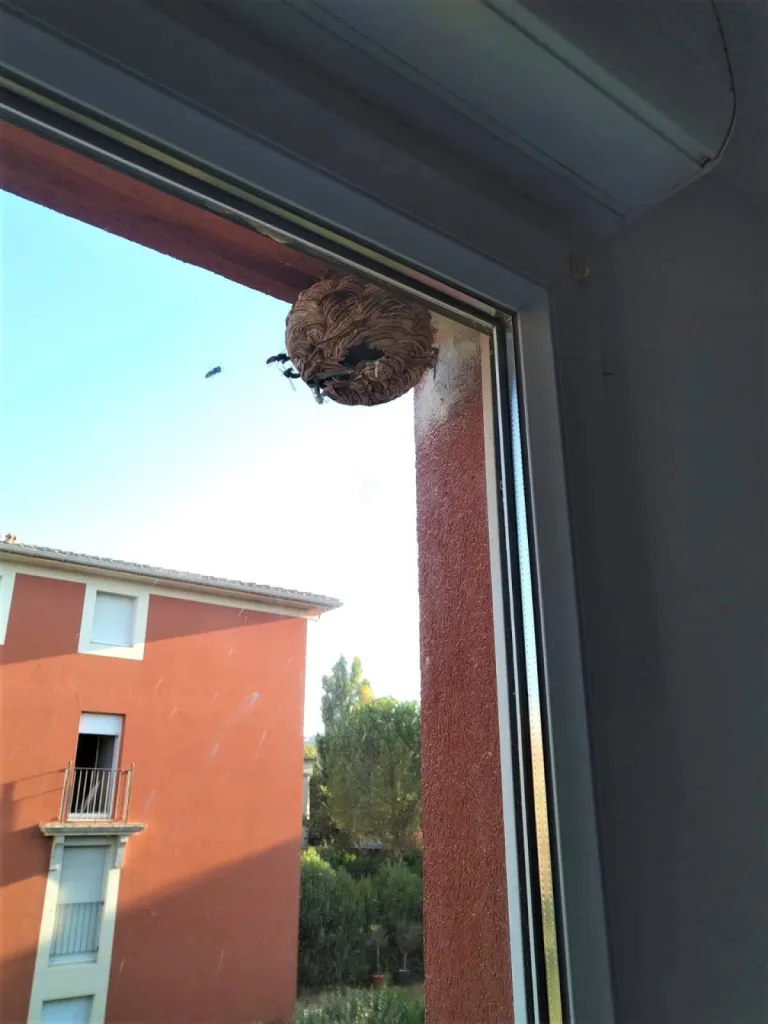 nid de frelon maison miramas 13 martigues