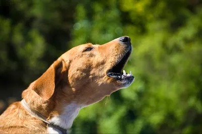 Valérie Guillet accompagne les aboiements excessifs chez le chien à Paris, grâce à la constellation animale intuitive.
