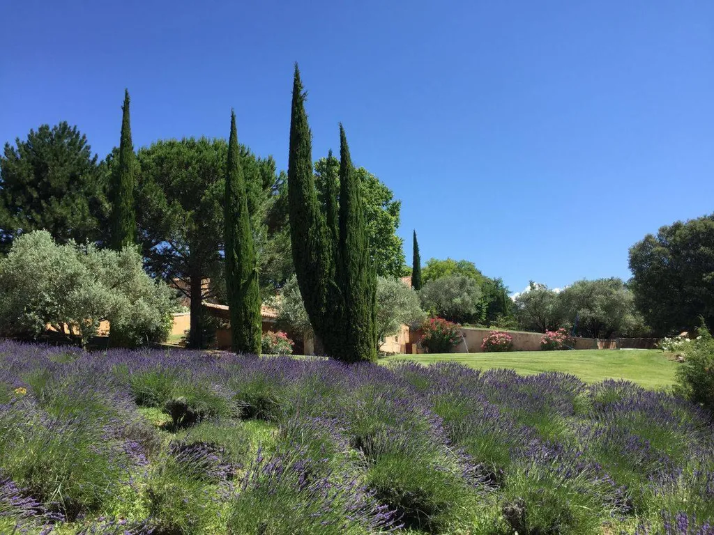 Lavenders in a garden in Provence