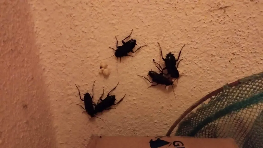 Traitement de cafards dans un logement d’un client particulier sur la commune d’Avignon dans le Vaucluse