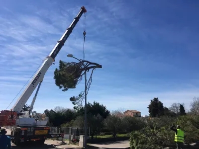 Élagueurs grimpeurs dans le Gard pour abattre un arbre dans un cimetière