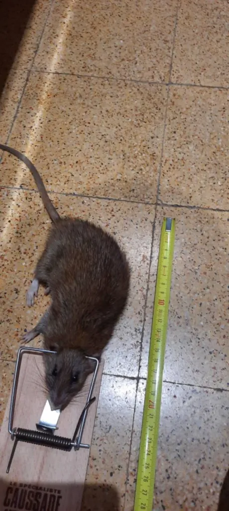 rats morts tapette marseille
