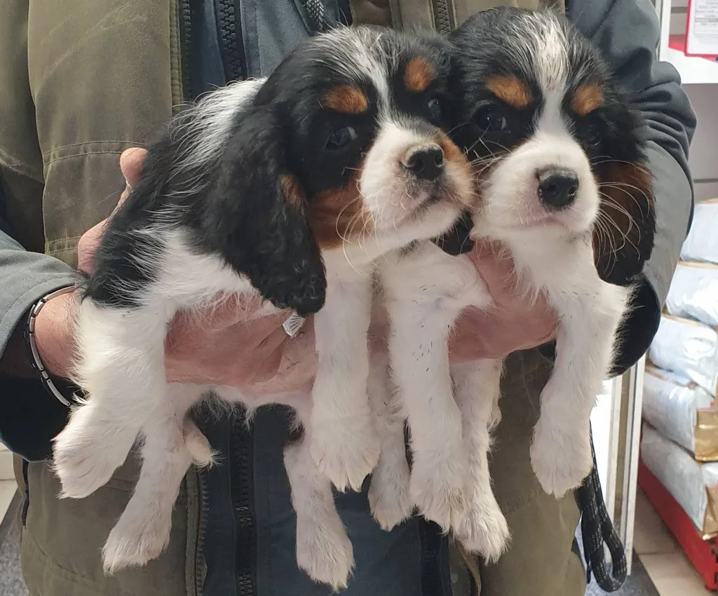 Chiots de race CAVALIER KING CHARLES à vendre sur Avignon