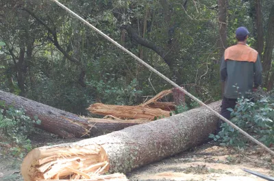 ELAGAGE DES ARBRES BASSIN D'ARCACHON