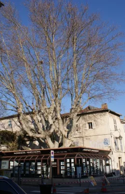 Elagage difficile d'un platane pour une entreprise sur Avignon centre ville