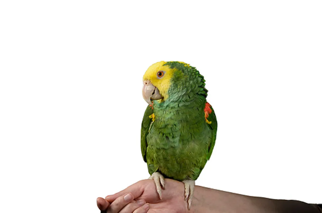 vétérinaire pour oiseaux à marseille 13002