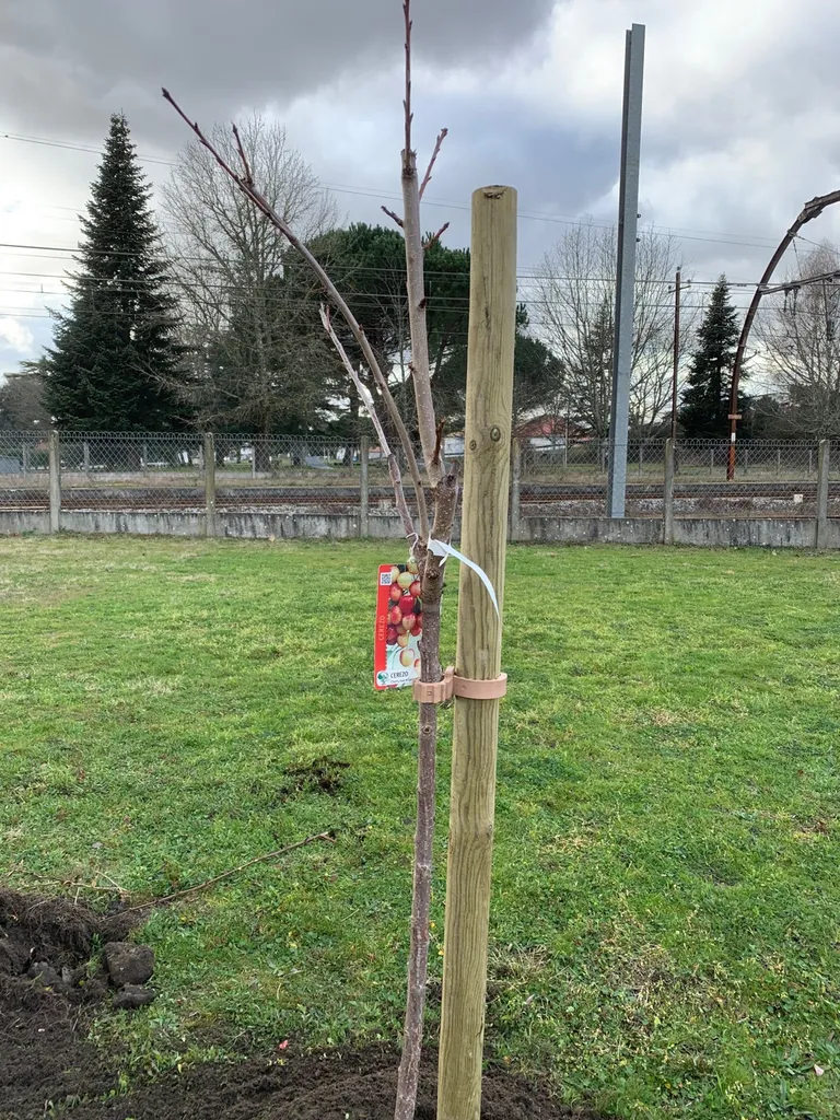 Plantation d'arbres fruitiers sur la Commune d'Ychoux 
