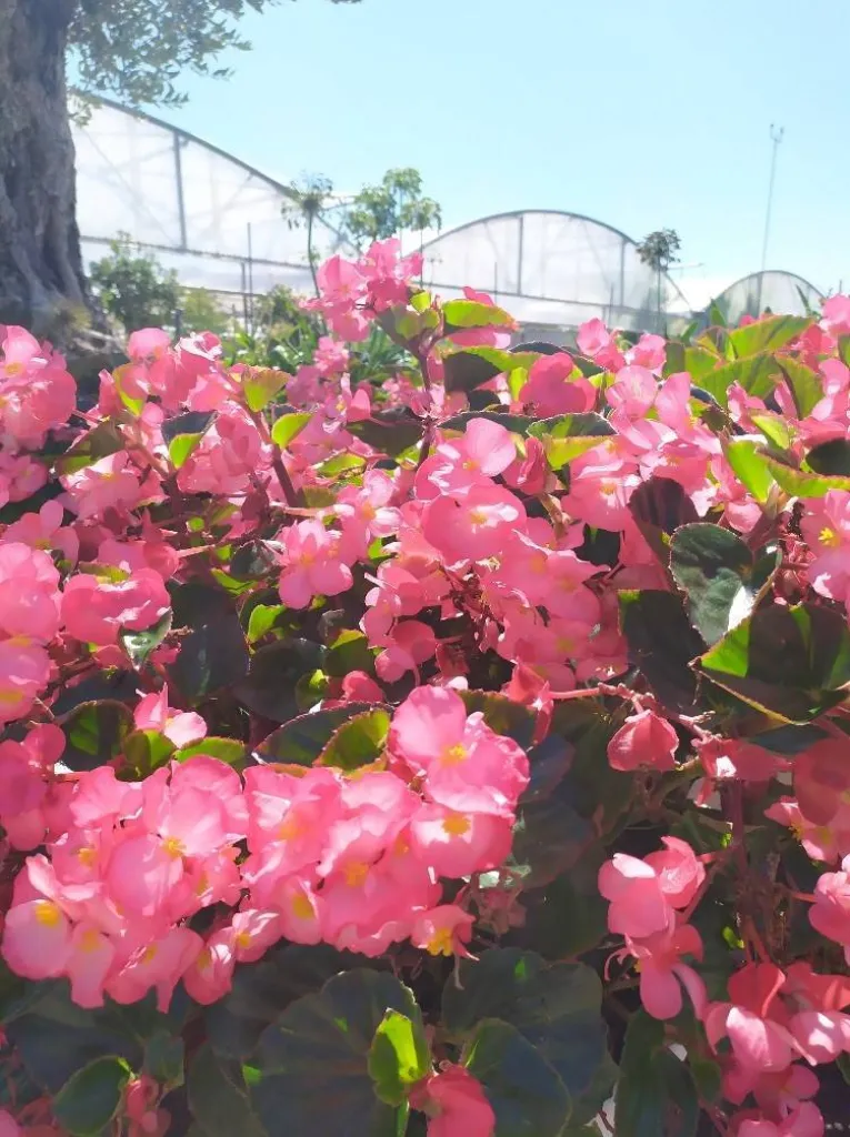 Bégonia Aix En Provence 