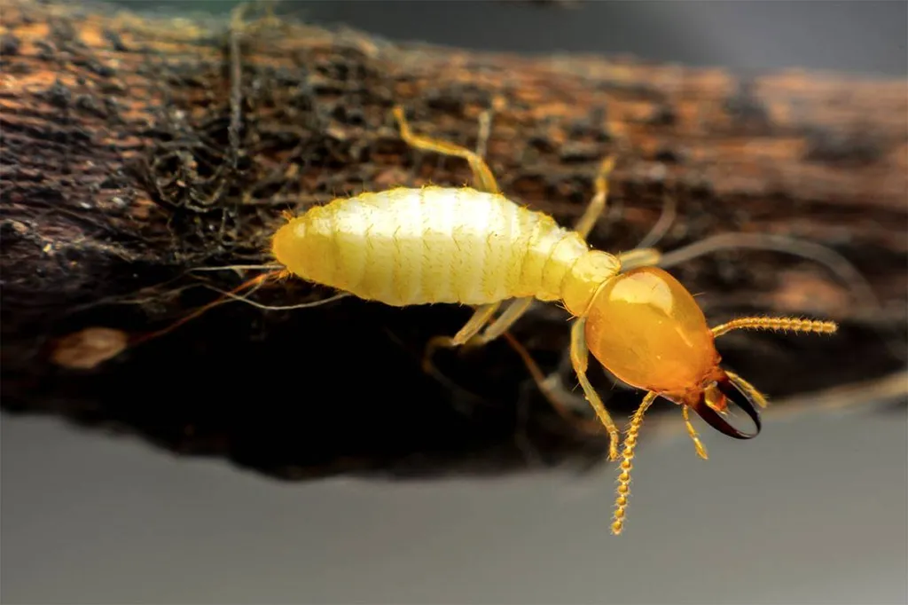 TSO TERMITES Pessac -  Notre métier : Traiter et protéger votre bien.