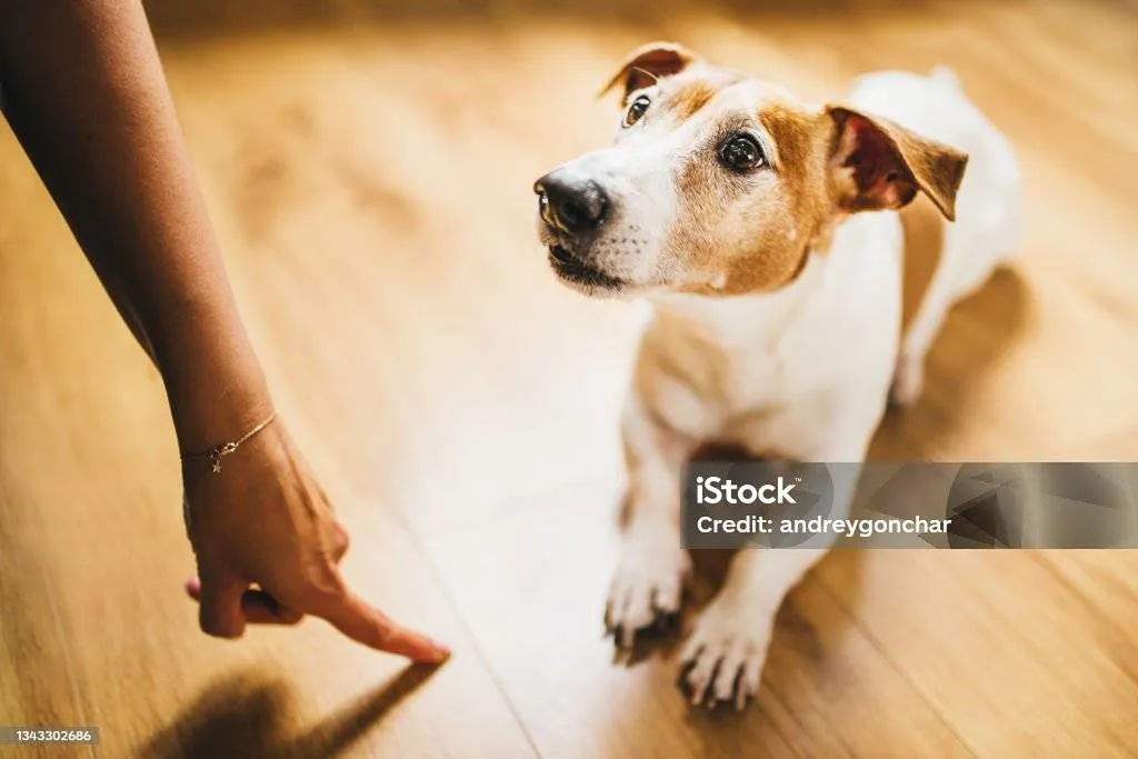 meilleur centre de formation d'educateur canin comportemantaliste en france par Paule Lafon