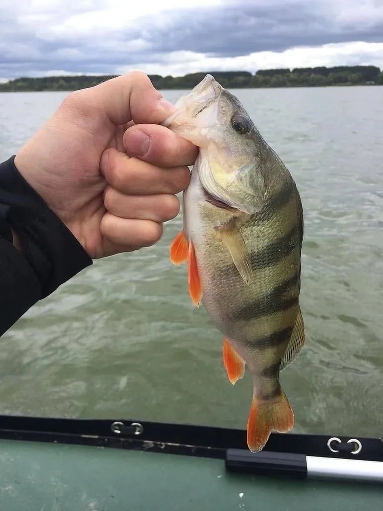 Location de bateaux pneutiques à Bandol pour pêcher en mer