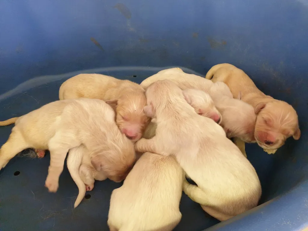 Acheter un chiot de race GOLDEN RETRIEVER chez un professionnel de l'élevage dans le Vaucluse.