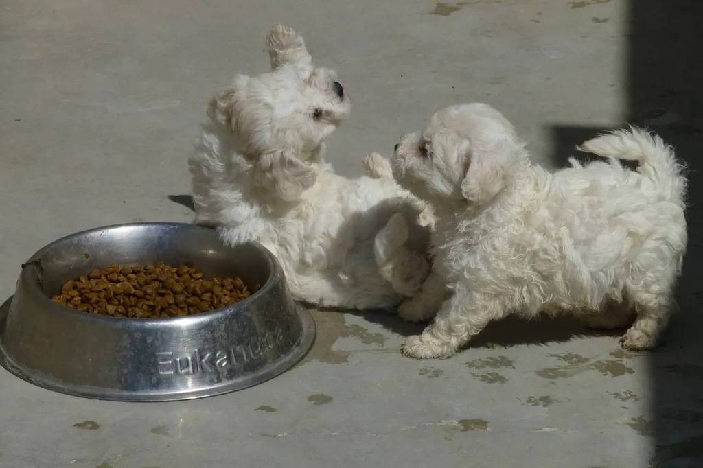 Chiot Bichon Frisé LOF Gard