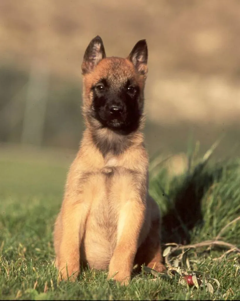 Chien Berger Belge Malinois à vendre à l'élevage du Palais des Papes à Avignon 