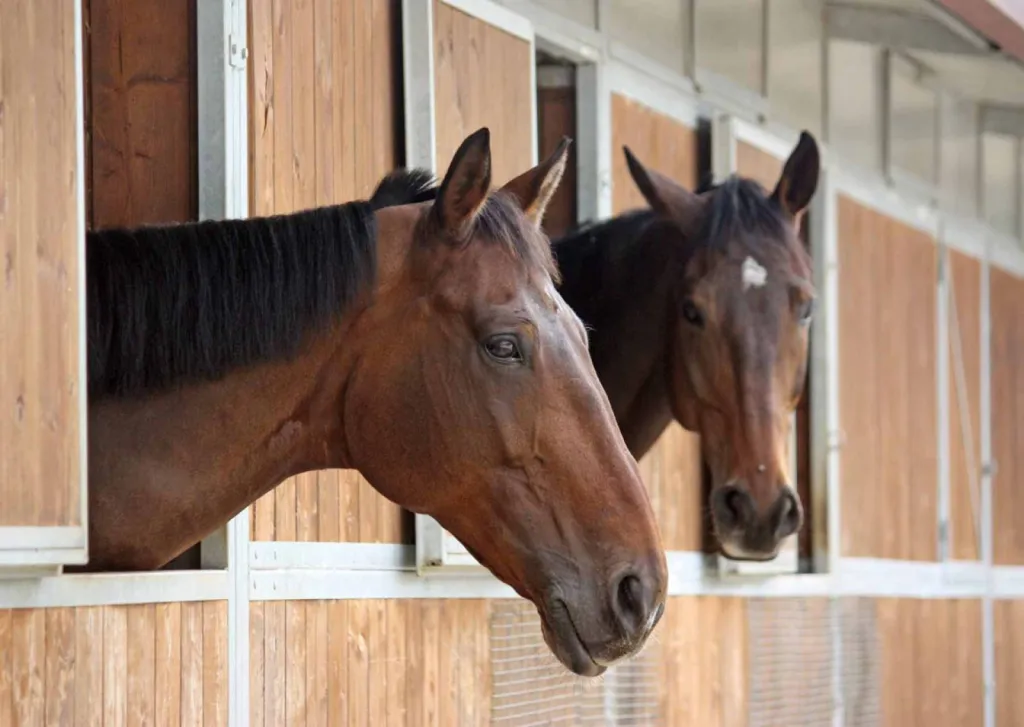 louer box chevaux dans pension à Bordeaux