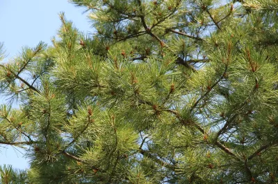 Pose de hauban sur un érable âgé à Lège Cap Ferret