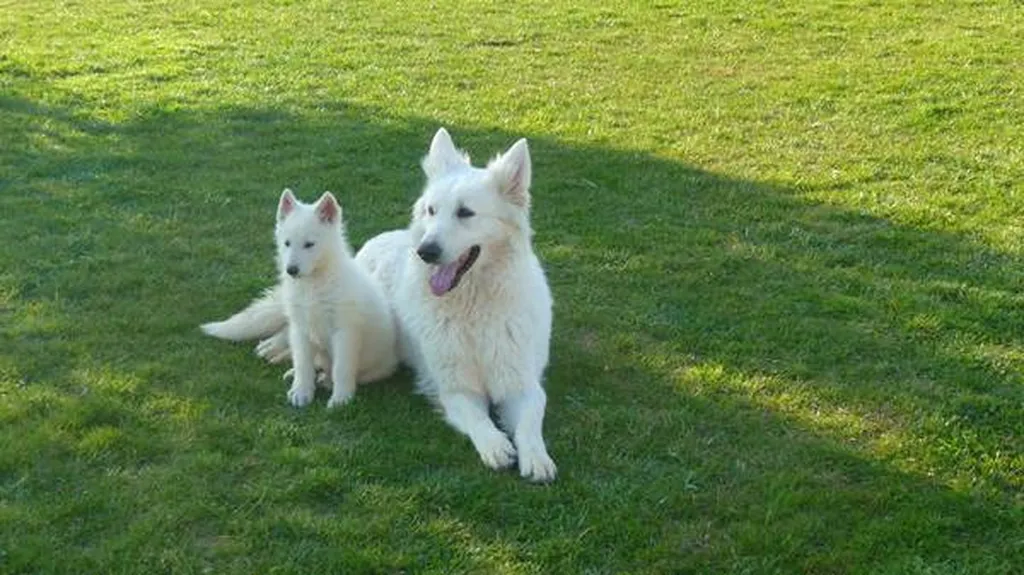 BERGER BLANC SUISSE VAUCLUSE