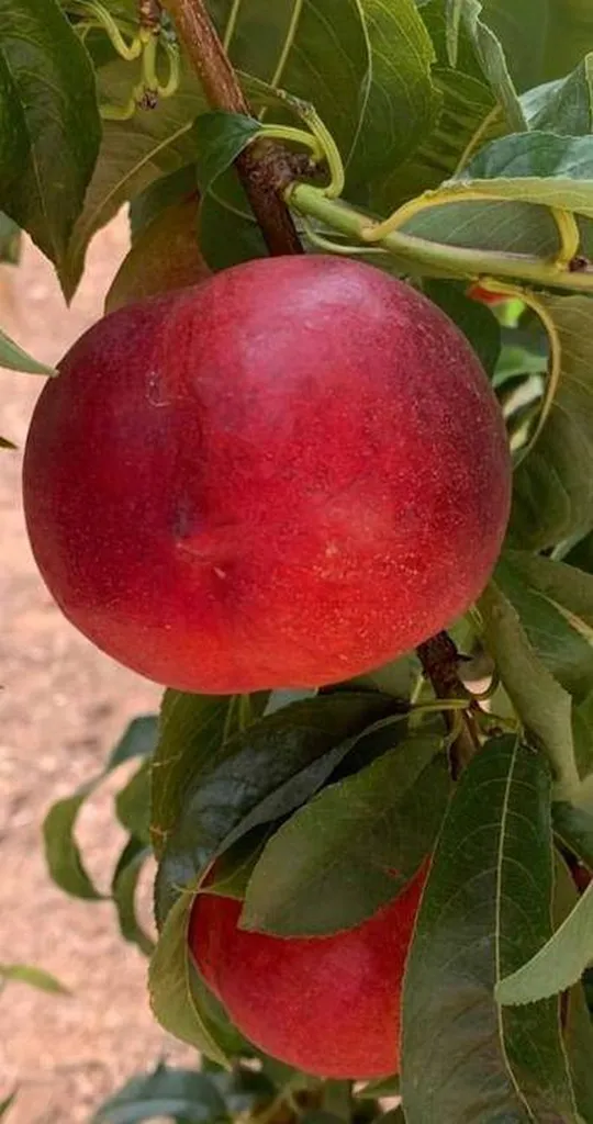 Livraison de Nectarines Blanches à Marseille en point relais
