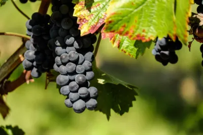 Vignoble et Œnotourisme Cassis Domaine Cassis Bodin