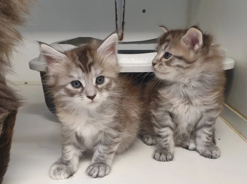 VENTE chatons Mâles et femelles MAÏNE COON LOOF Avignon Vaucluse PACA