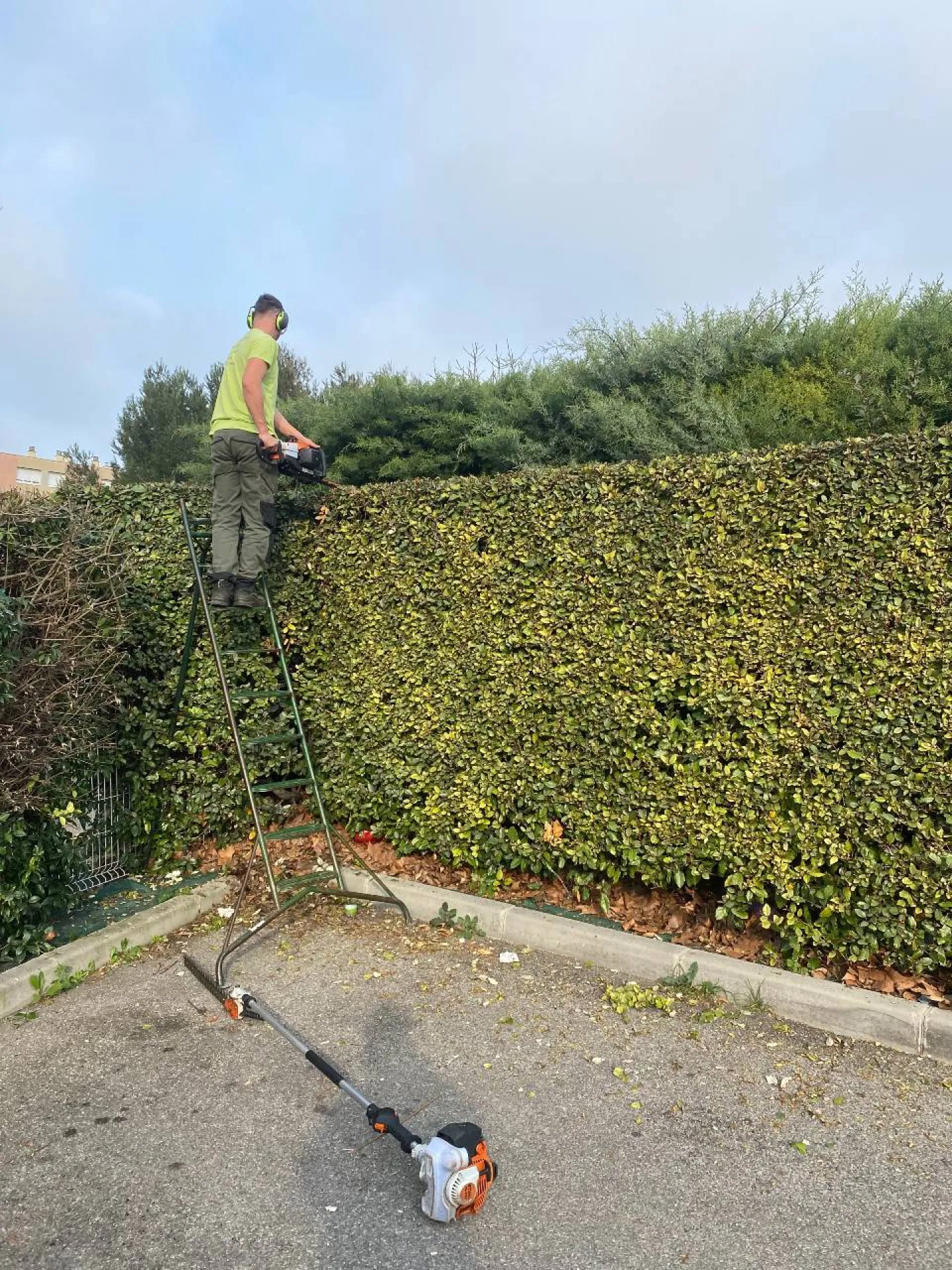 Entretien des arbres et arbustes avec tailles et élagage à Velaux 