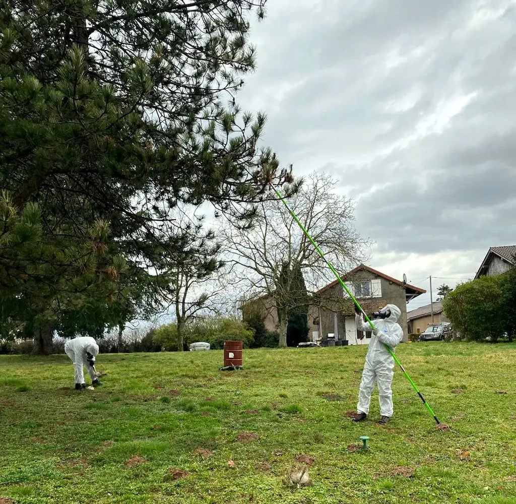 Destruction des chenilles processionnaires : traitement des chenilles processionnaires à Lyon, Villefranche-sur-Saône & alentours