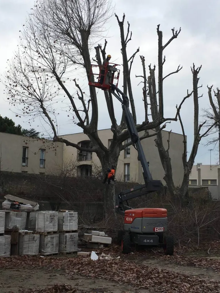 Élagage de platanes à Saint Remy de Provence et les Bouches du Rhone