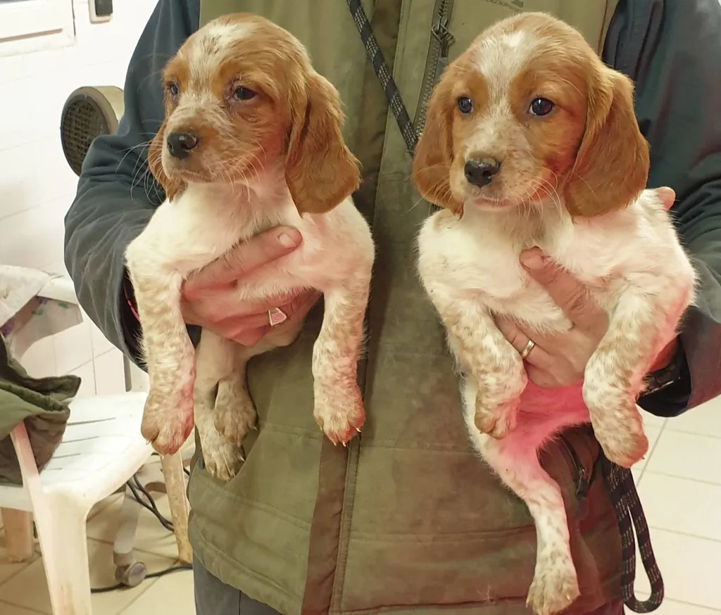 CHIOTS EPAGNEUL BRETON LOF ELEVAGE DU PALAIS DES PAPES