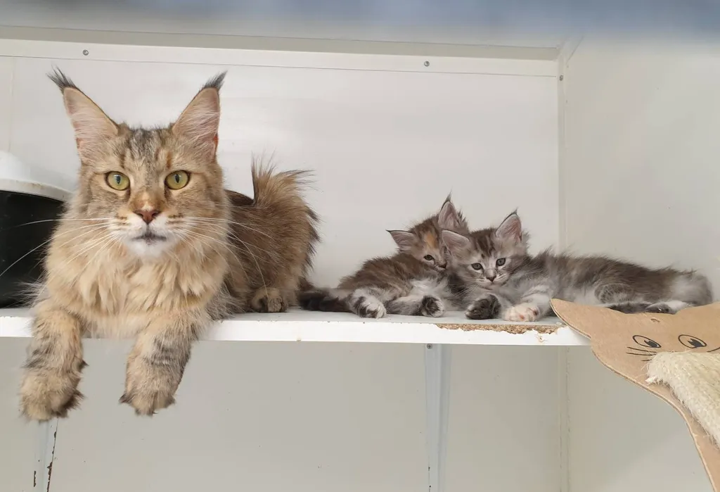 Achat de chatons MAINE COON dans le Vaucluse