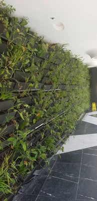 Entretien de mur végétalisé naturel à Monaco