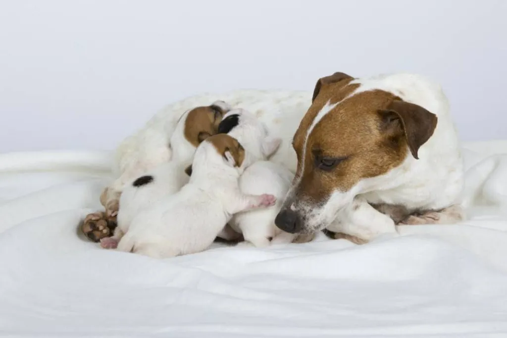 JACK RUSSELL TERRIER L.O.F.  portée de JUMP et GALACK