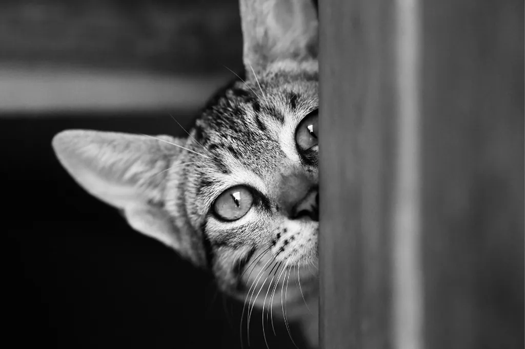 Valérie Guillet – Constellation familiale : comprendre un chat discret mais très présent dans le lien humain-chat
