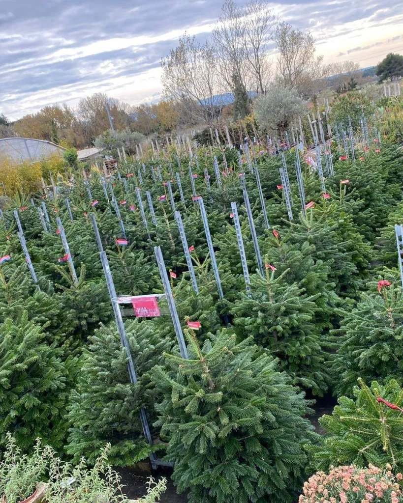 acheter sapin nordmann noel pas cher aix en provence