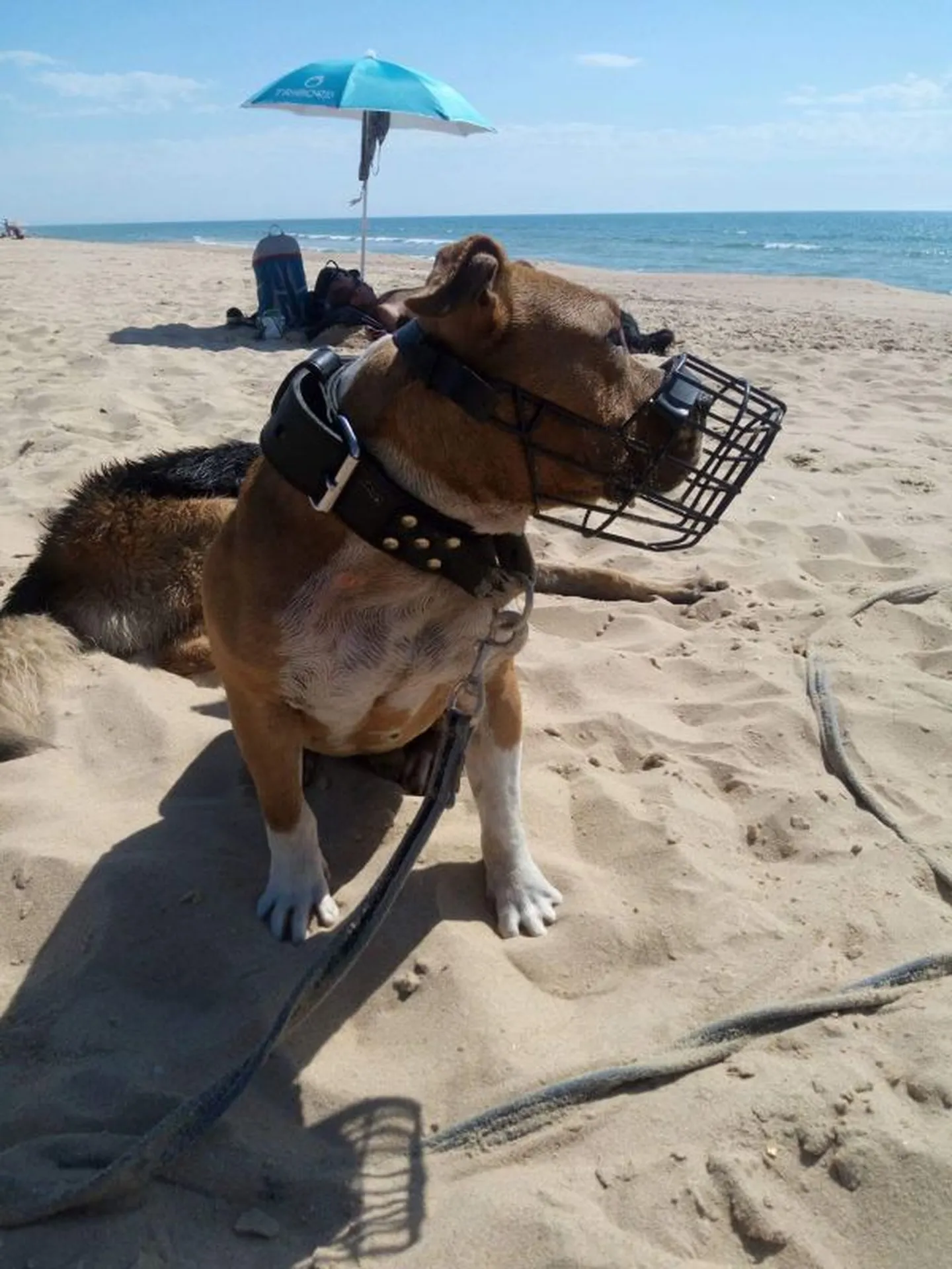 test chien de catégorie 1 et 2 bassin d'arcachon 