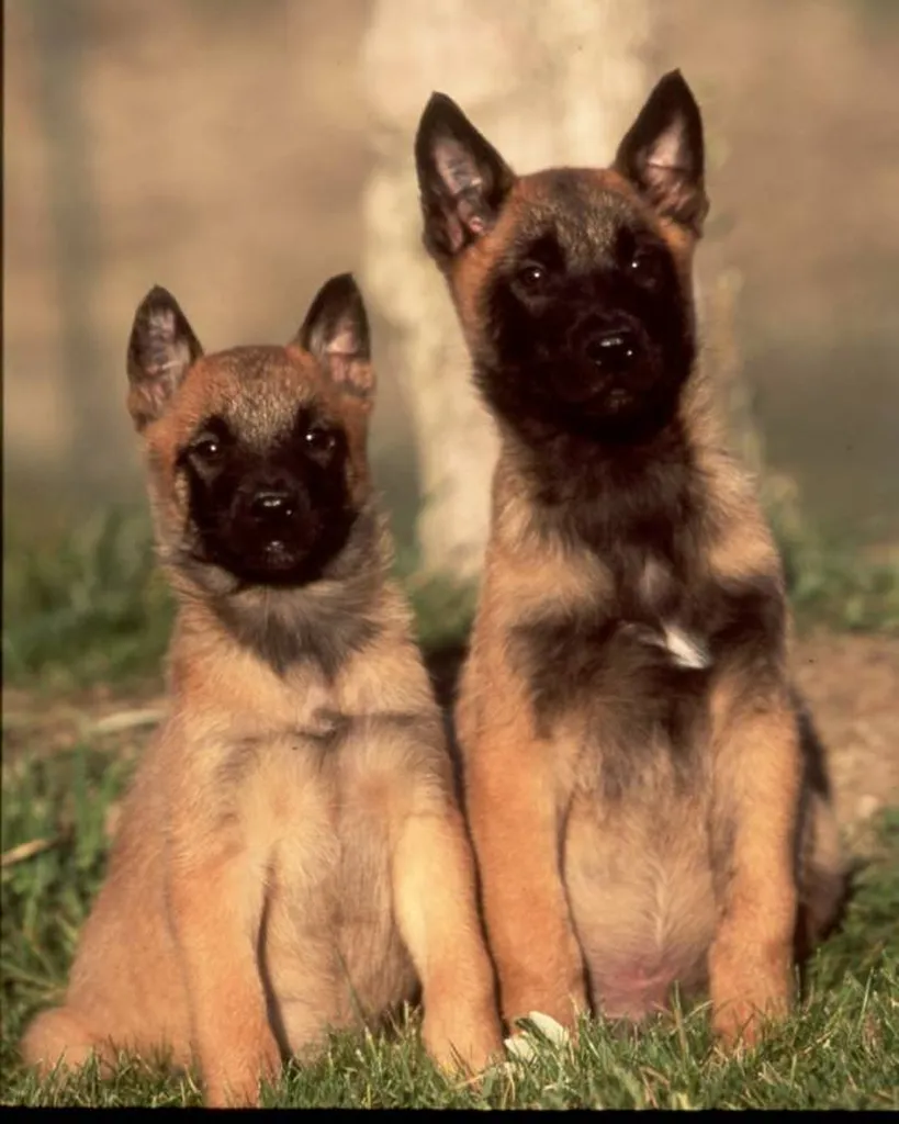 Vente de chiots Berger Belge Malinois inscrit au LOF en France