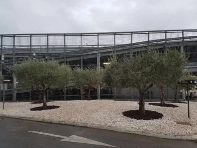 Mise en valeur d'olivier avec des granulats